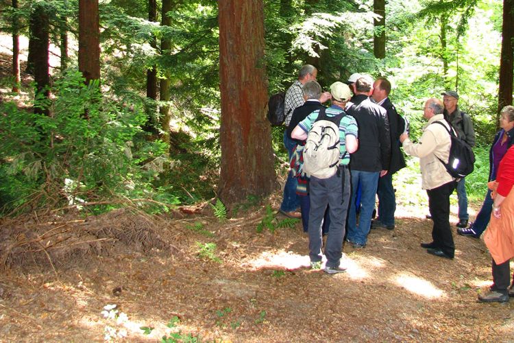 Waldspaziergang zu "standortgerechten Baumarten"