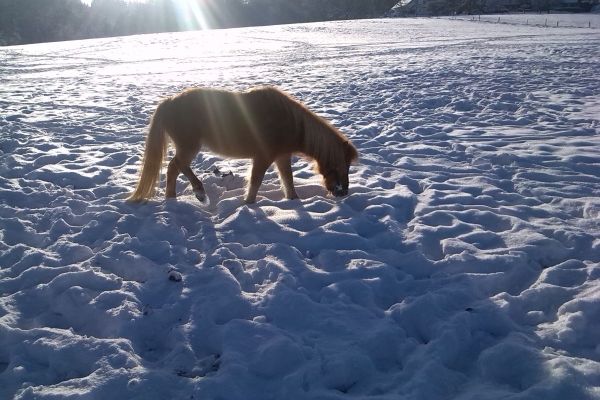 Biggi im Schnee