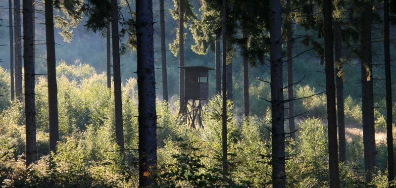 Die junge Wald-Generation wächst heran.