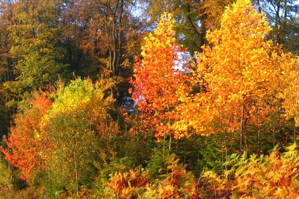 "Indian Summer" im Garbecker Wald