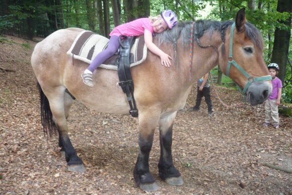 pony-im-wald.jpg